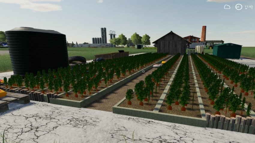 Carrot Production